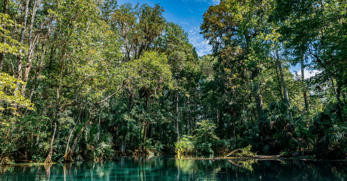 Explore the tranquil forest view at Silver Springs State Park in Ocala, Florida. Perfect for nature enthusiasts.
